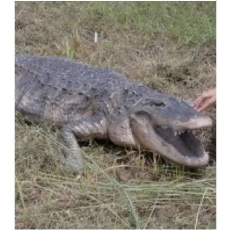 Duży amerykański aligator
