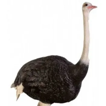 Ostrich