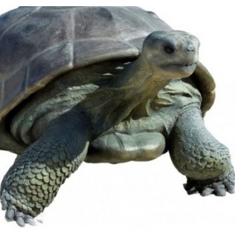 Galapágská želva