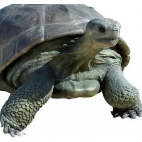 Żółw z Galapagos