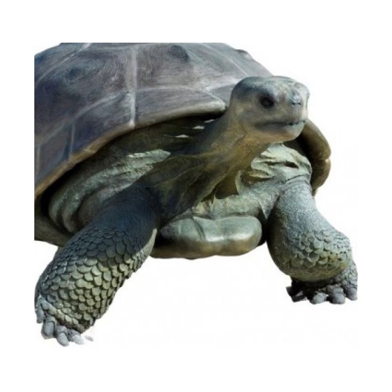 Galapágská želva