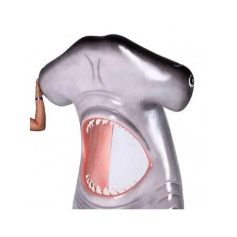 Hammerhead Photo Opportunity