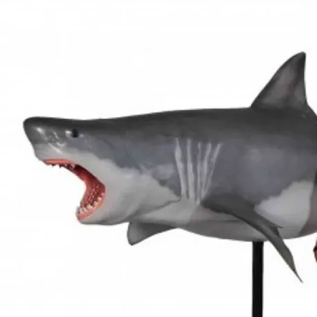 Large Great White Shark on...