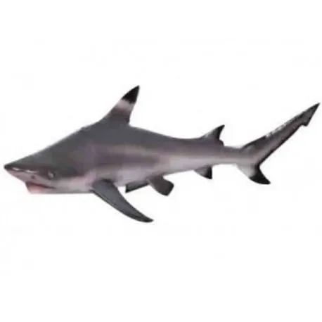 Un requin de récif