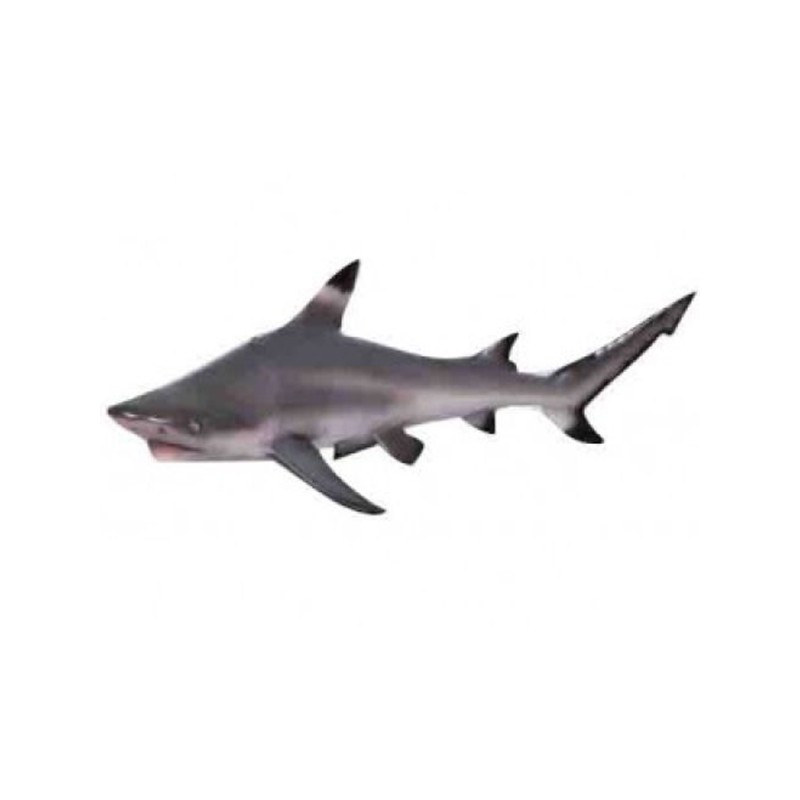 Black Tip Reef Shark