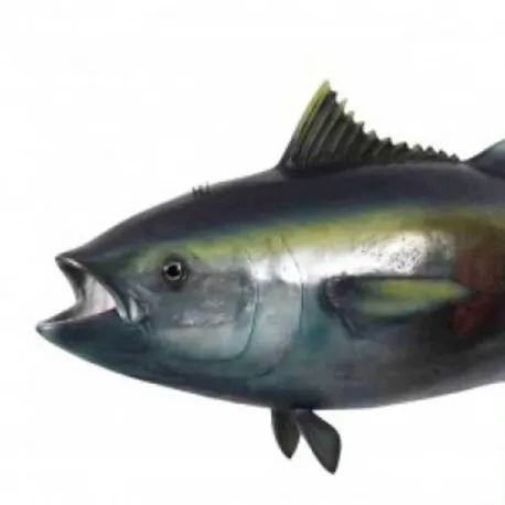 Thon albacore