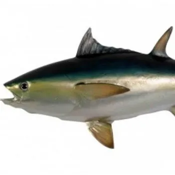Bluefin Tuna