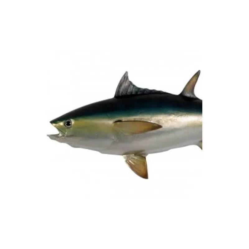 Bluefin Tuna