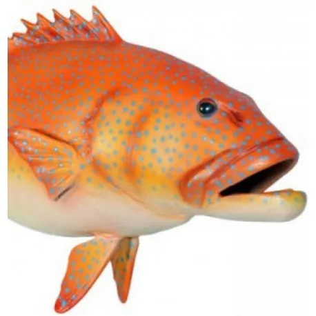 Coral Trout