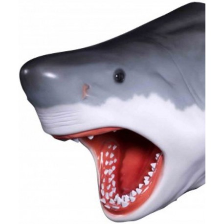 Большая белая акула - голова