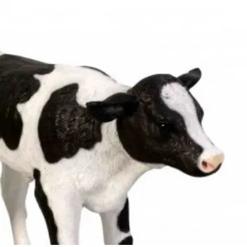New Born Calf