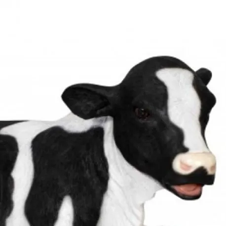 Lying calf