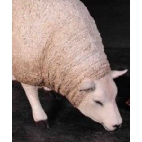 Weiße Schafe von Texel