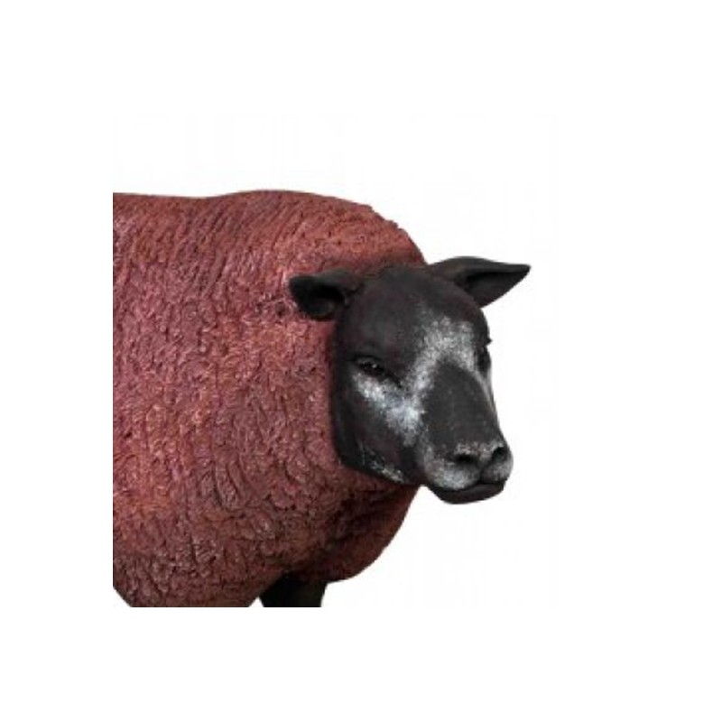 Brązowa owca Texel