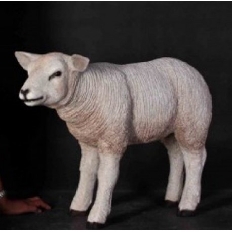 Weißes Schaf von Texel - Lamm