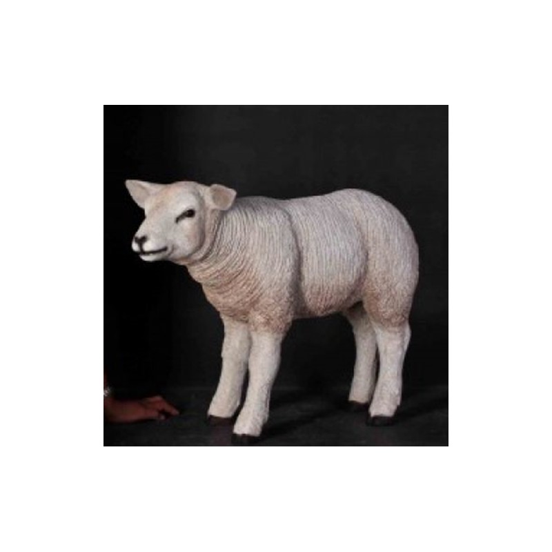 Тексель белая овца - ягненок