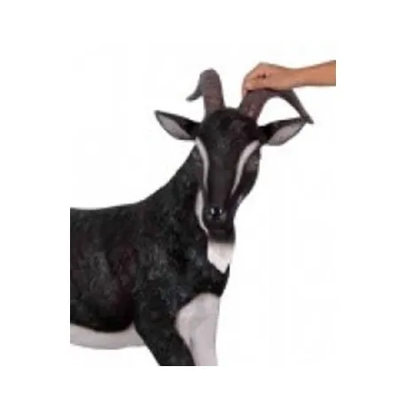 Black and White Billy Goat