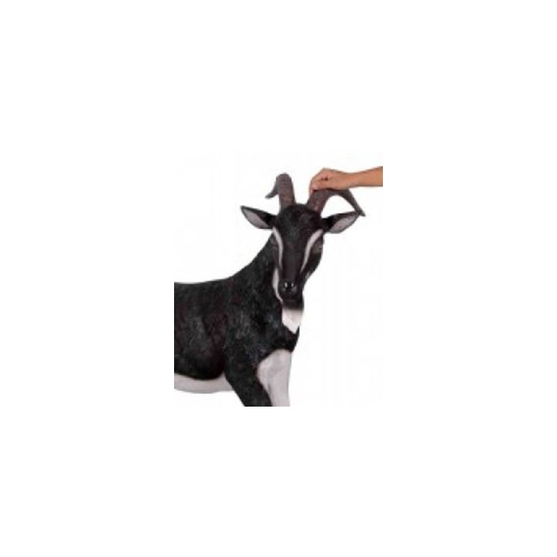 Black and White Billy Goat