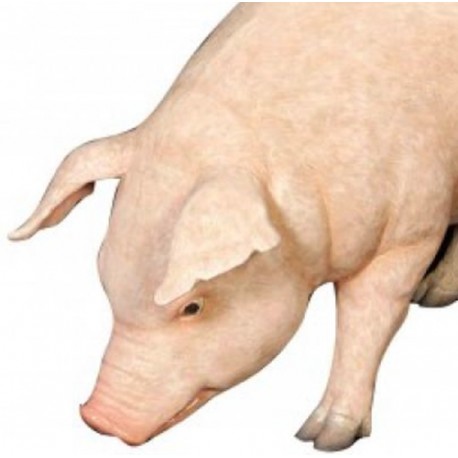 Porc