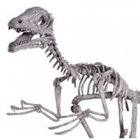 Deinonychus, Skelett