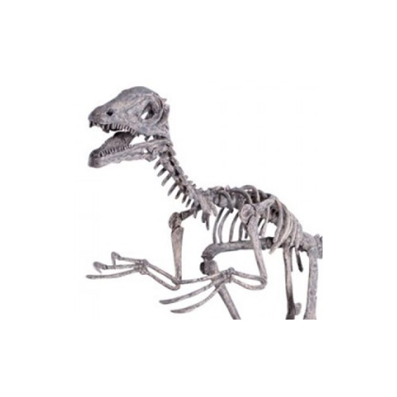 Deinonychus, Skeleton