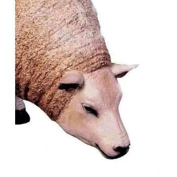 White Texelaar with Head Up