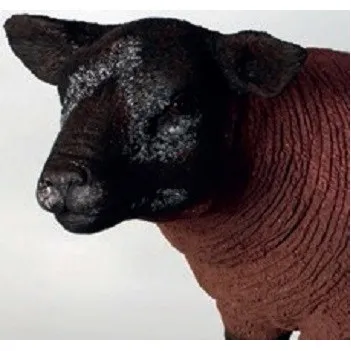 Brązowy Texelaar - jagnię