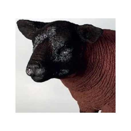 Brown Texelaar Lamb
