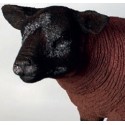 Brown Texelaar Lamb