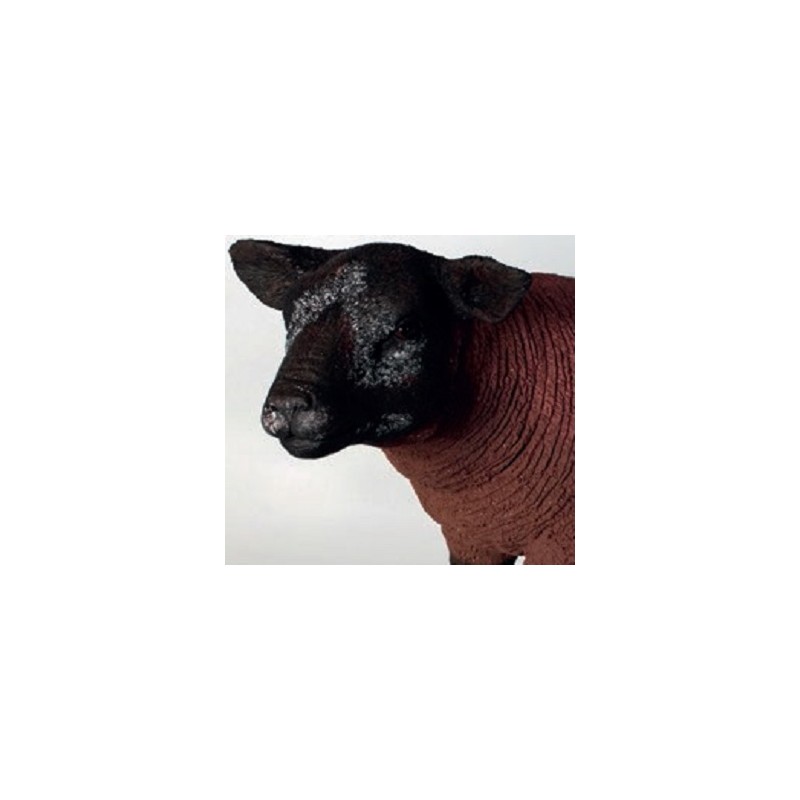 Brown Texelaar Lamb