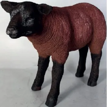 Brown Texelaar Lamb