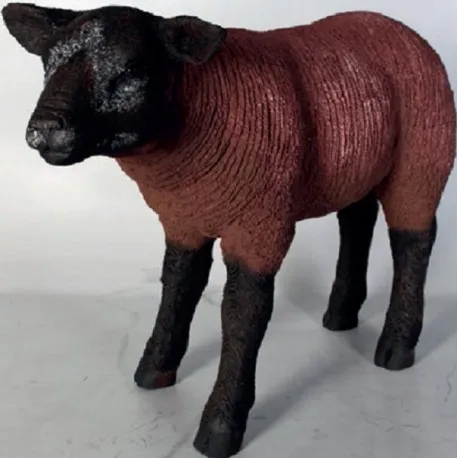 Brown Texelaar Lamb