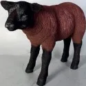 Brown Texelaar Lamb