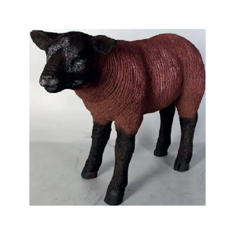 Brązowy Texelaar - jagnię