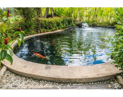 How to take care of a pond?